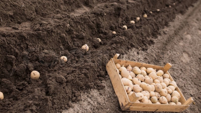 Planting Potatoes: Unearthing Potato Planting Secrets