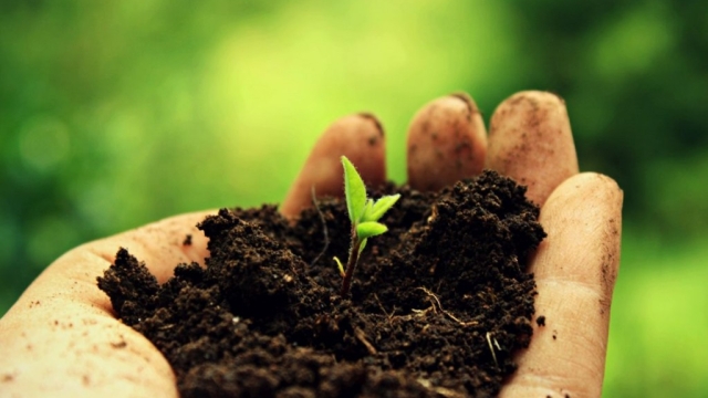 The Secrets to Thriving with Organic Soils