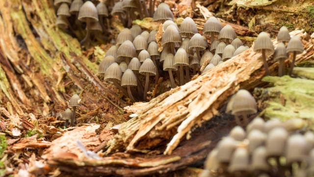 Fungi Farmers: Unlocking the Secrets of Mushroom Cultivation