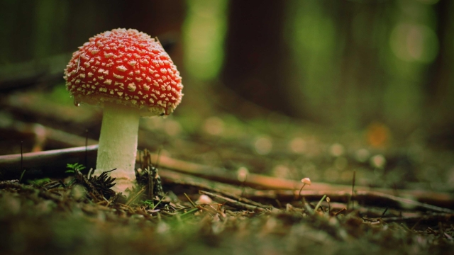 The Fungi Frontier: Unlocking the Secrets of Successful Mushroom Growth