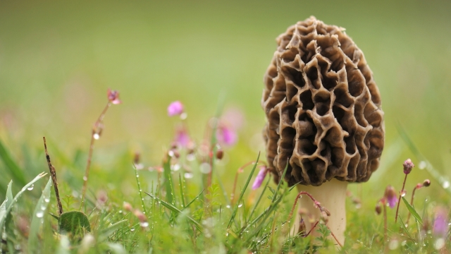 The Fungus Among Us: Unleashing the Magic of Mushroom Growing