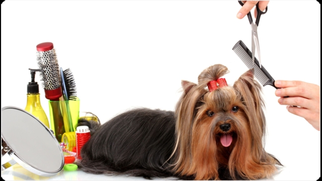 Pawsitively Pampered: Unleashing the Joys of Your Local Pet Saloon