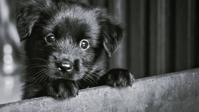 Understanding Doodle Breeds Characteristics and Temperament