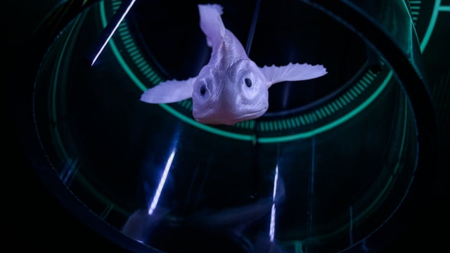 Effective Strategies for Aquaculture Business Growth