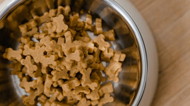 Understanding Allergies in Dogs Symptoms and Causes