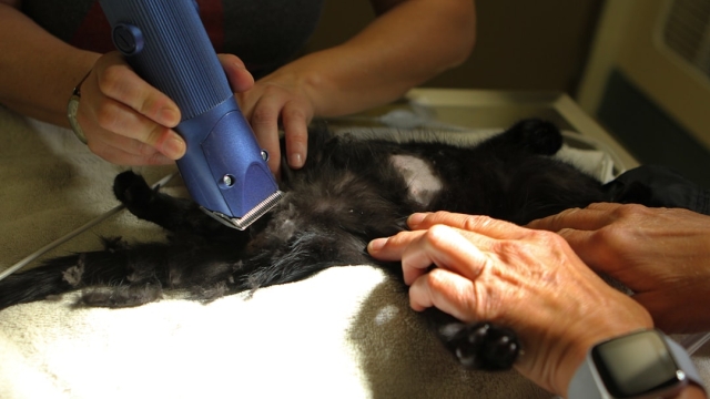 Understanding Nutritional Requirements for Pets