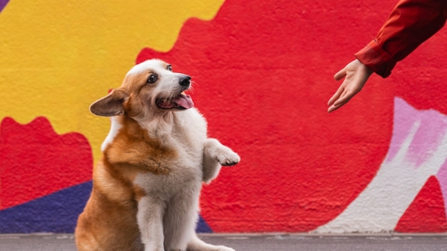 Understanding the Unique Needs of Rescue Dogs