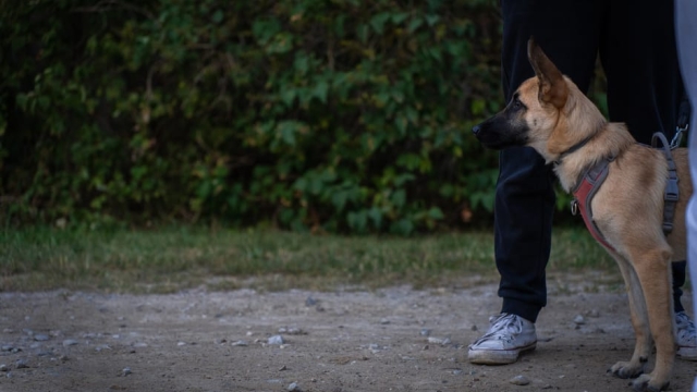 Overview of Immersive Dog Training Techniques